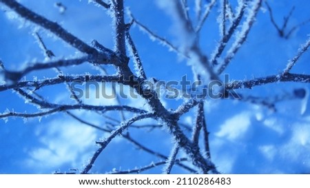 Shrub branches in ice crystals.After a frosty morning. Royalty-Free Stock Photo #2110286483