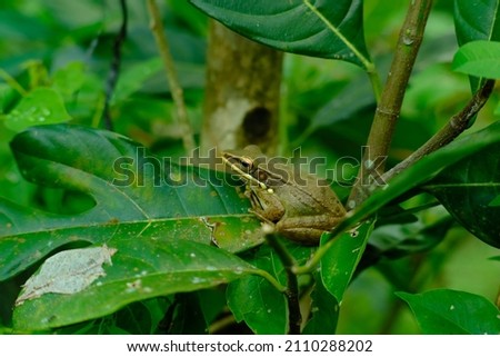 tree frog perched on a leafy branch
