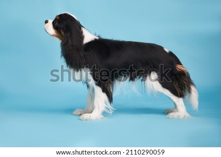 
Dog breed cavalier king charles spaniel tricolor color in a wedding stand on a blue background