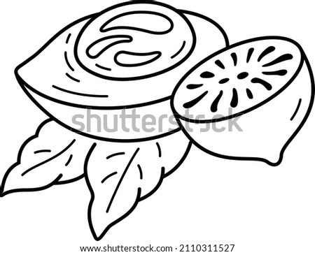 Nutmeg nut seed with leaves. Vector outline illustration. Royalty-Free Stock Photo #2110311527