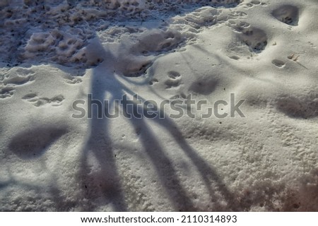 Lots of bird tracks and cat tracks in the snow under the bushes. The shadow of a tree in the snow.Spring is coming soon. The snow is melted and porous.