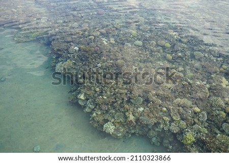 Top view of the coastal coral reef. A reef is a biogeological structure formed by living organisms. Dahab, South Sinai Governorate, Egypt  