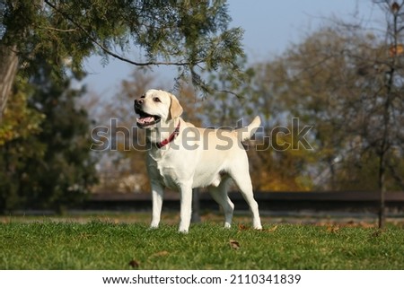 Yellow Labrador in park on sunny day