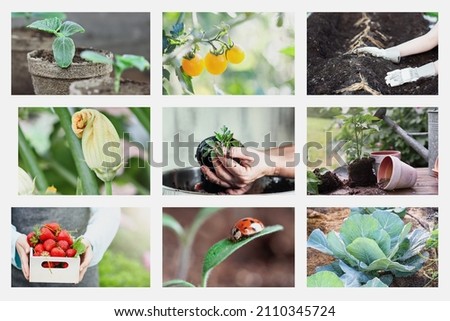Collage of organic garden images, including woman gardening planting asparagus, tomato seedlings, potted plants and a lady bug.