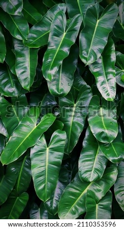 Philodendron Burle Marx plant, evergreen low growing shrub with heart shaped leaves
