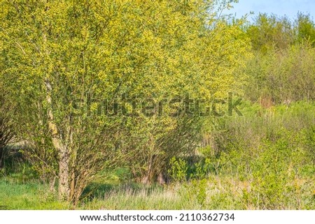 Salix alba, white willow tree in Springtime, pollen and catkins closeup.
