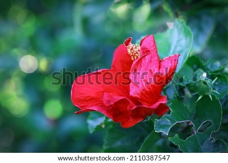 Blooming red hibiscus flower with bokeh background 
