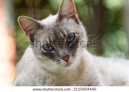 Domestic Siamese cat resting on the roof.