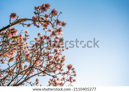 pink magnolia blossoms on a background of blue sky. place for text. Floral background. 