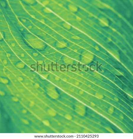 Detailed close up of a green leaf with water drops visible by transparency