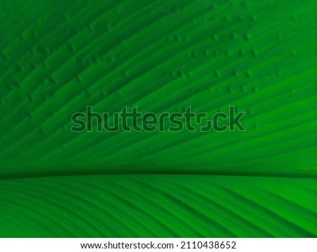 Detail structure of freshness green leaf 