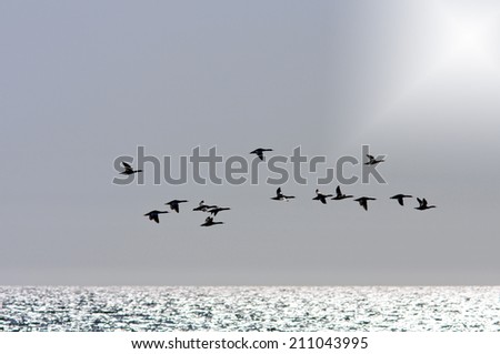 Birds in silhouettes above the sea. Very strong back-light, Contre-jour. Bright sunshine.