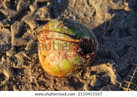 An empty coconut on the beach sand.