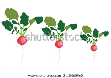 large medium and small red radishes. Vector image of red radishes. Сard for kids learning.