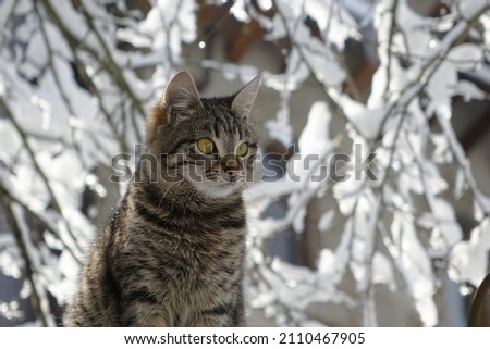   Striped young cat walks among the snow-covered branches                             