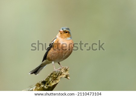 Close up of a male Chaffinch perched on a broken branch and facing forwards in winter.  Scientific name: Fringilla coelebs.  Clean, green background.  Copy space.  Horizontal. Royalty-Free Stock Photo #2110473104