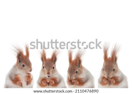 four squirrels eat hazelnuts isolated on white background