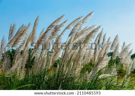 reeds flower in the sunshine Royalty-Free Stock Photo #2110485593