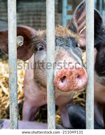 piglet at a farm - closeup