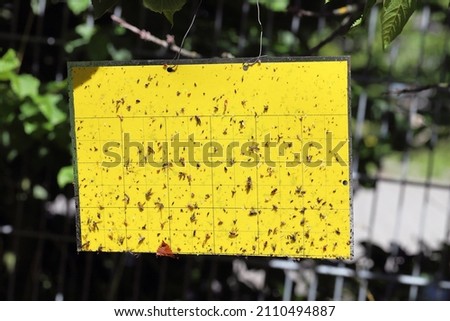 Yellow Sticky Insect Trap - used in monitoring and trapping of plant pests. Royalty-Free Stock Photo #2110494887