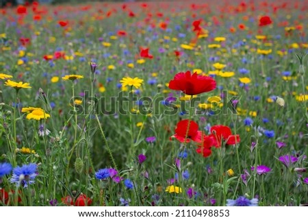 Poppies and cornflowers in a field of wildflowers