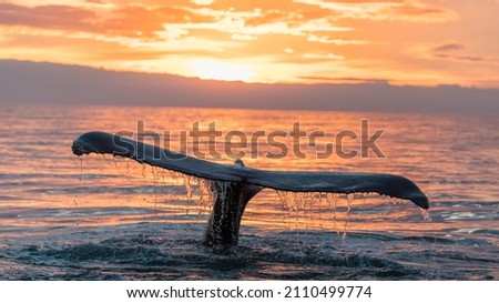 Humpback whales ( Megaptera novaeangliae ), the gentle giants of our ocean, displaying a wonderful and active behaviour in the Atlantic Ocean, in the Skaljfandi Bay, Husavik, Iceland. Royalty-Free Stock Photo #2110499774