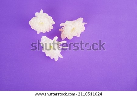 White flowers on very peri background. Copy space. Top view, flat lay, frame. High resolution