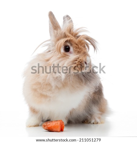 funny lionhead rabbit with carrot isolated on white