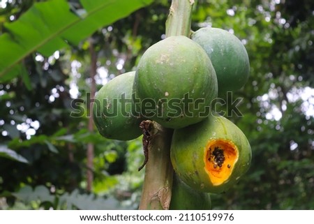 green papaya fruit eaten by pests and still attached to the tree