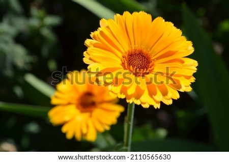 Bright orange flowers of varietal calendula, summer flowers in a flower bed