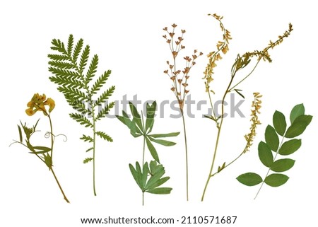 Pressed floristry, herbarium. Dried plant: green grass, yellow flowers. Isolated lements on a white background Royalty-Free Stock Photo #2110571687