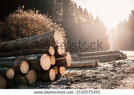 Log spruce trunks pile. Sawn trees from the forest. Logging timber wood industry. Cut trees along a road prepared for removal. Royalty-Free Stock Photo #2110575395