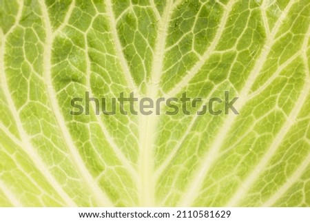 Close-up picture of cabbage leaf fills in a whole screen.