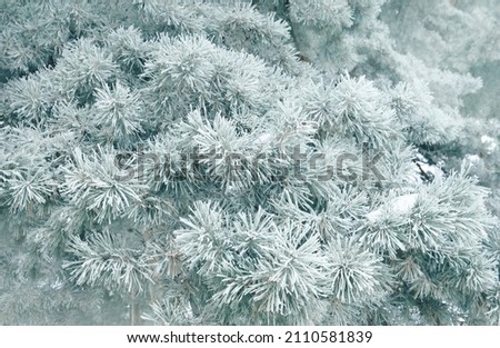 Spruce branches in the frost close-up. The concept of the winter holidays Christmas background. Branches with needles occupy the whole picture.