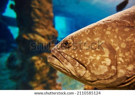 Grouper fish in the deep under water, sea fish in zoo aquarium, close up Royalty-Free Stock Photo #2110585124