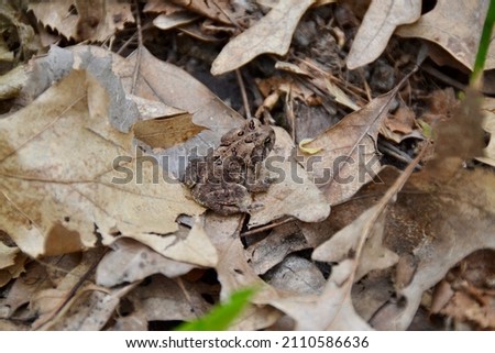 Small American toad (Anaxyrus americanus) sitting on fallen leaves on forest floor during Spring