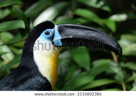a toucan bird with a large black beak, blue near the eyes, a yellow-white breast and a black back