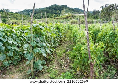 Dramatic image of a tomato and cucumber farm high in the Caribbean mountains of the Dominican Republic, with hills in the background.