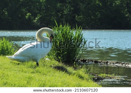 A beautiful swan in the lake 