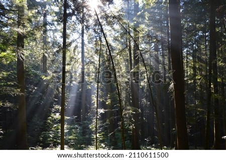 Green and dense forest. Wildlife. Summer. The rays of the sun shine through the trees. Symbol of hope.