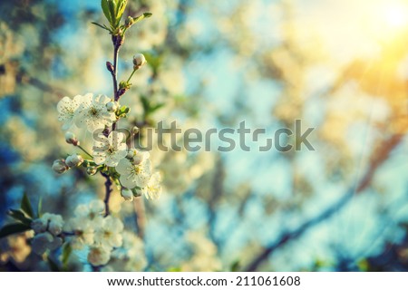 branch of blossoming cherry tree close up hipster style version