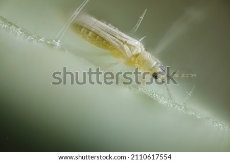 Thrips, order Thysanoptera, are tiny, slender insects with fringed wings.  Royalty-Free Stock Photo #2110617554