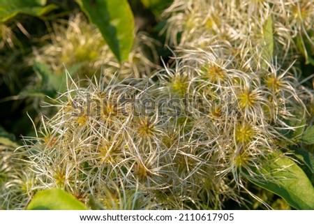Close up of fruits on an old mans beard (clematis vitalba) plant