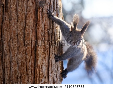 one squirrel on the tree