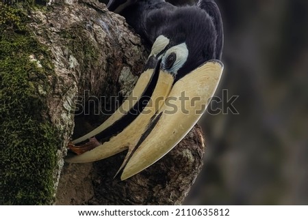 Oriental Pied hornbill closeup scanning for food
