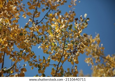 Yellow Aspen leaves dancing in the fall wind in Grand Teton National Park Wyoming