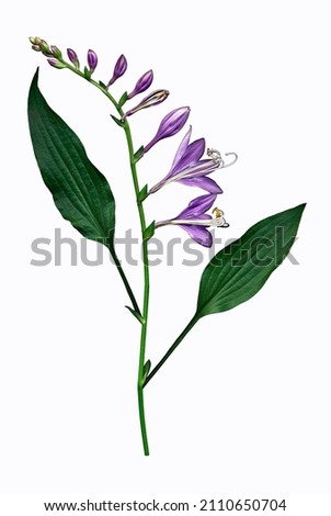 Purple Hosta Blooms on White