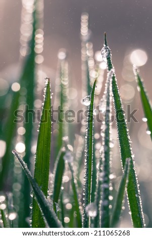 Macro of the frozen grass in winter