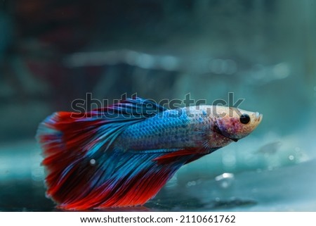 beautiful little betta fish,
betta fish on plain background