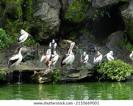Picture of pelican on a zoo pond at the afternoon